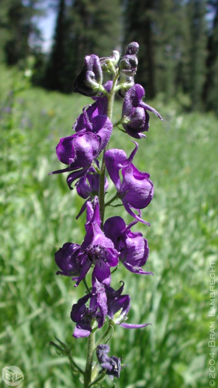 Wildflowers