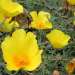 California Poppy